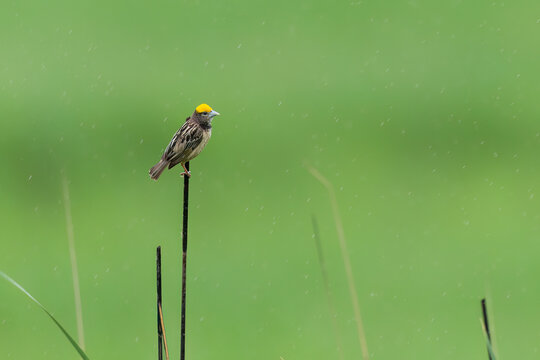 Baya Weaver In Rain