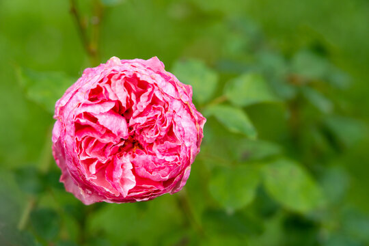 Bloom pink rose with green leave in the garden