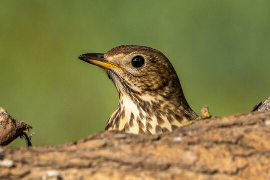 bird in the grass