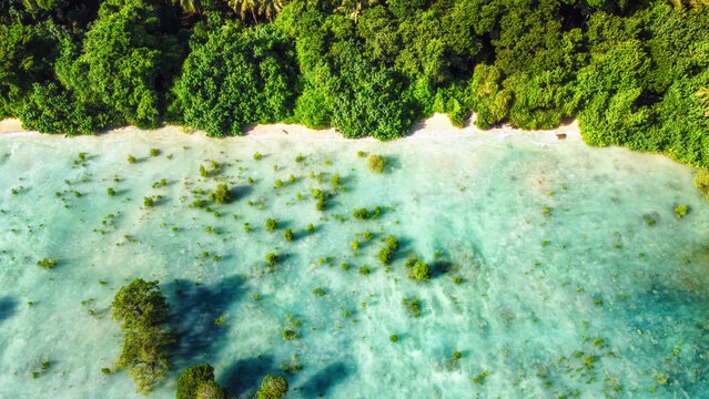 Mangrove Trees in Crystal Clear Transparent Blue Sea Water with Cloudy Sky - Neil Island, Andaman Nicobar Islands, India.