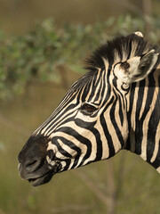 An Portrait of a Plains Zebra Resting Beneath the Golden Light of the African Savanna © Lucas Hiesel