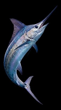 Blue marlin leaping against black background.