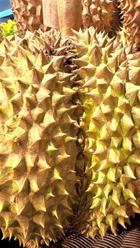 Macro view of durian fruit rind with dense sharp conical thorns, rugged textured skin, warm directional light, rich yellow green tones, natural tropical produce surface