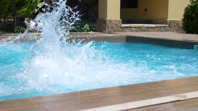 Man jumping into outdoor pool with kids and Jack Russell terrier during summer vacation