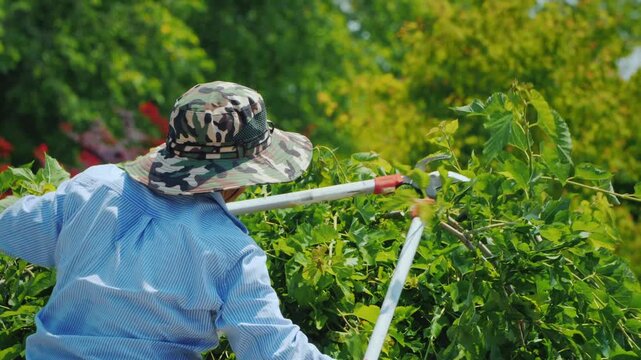 Unrecognizable gardener in camouflage hat pruning green bushes with large shears outdoors on sunny day.