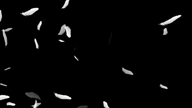 Realistic Colorful Feather Floating Gently Through the Air on Black Background with Alpha Channel