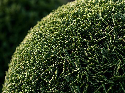 Lush green cedar shrub close up | Round topiary evergreen garden plant | Detailed texture of coniferous tree foliage | Natural landscaping ornamental garden bush