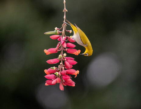 Indian white eye bird hanging upside down and sucking nectar from flower.

