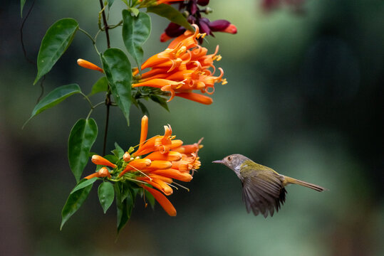 Common tailorbird hovering over flower petals to suck nectar. Close up, selective focus.