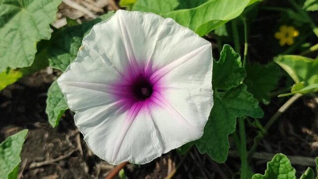 Ipomoea aquatica flowers blooming naturally with delicate white and purple petals, highlighting the beauty of this tropical aquatic vegetable plant.
