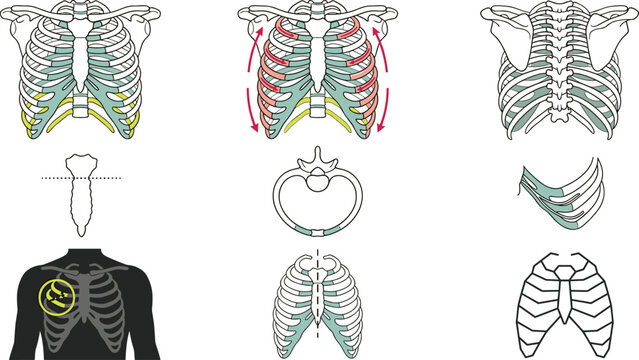 Human Rib Cage Anatomy Collection with Breathing Mechanics, Costal Cartilage, Thoracic Skeleton, Chest Structure, Medical Education, and Vector Illustration Set