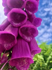 Vibrant purple foxglove blooms reach towards the sky on a sunny day showcasing natures beauty and artistry in detail © TisArtua