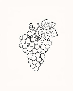 Sketch of grapes with green leaf on vine