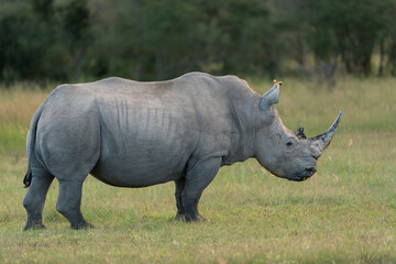 Naklejka premium A South African White Rhinoceros Grazing Across the Open Plains of the African Savanna