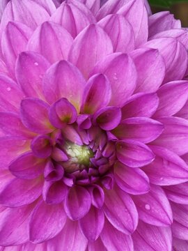 Vivid Pink Dahlia Flower in Full Bloom