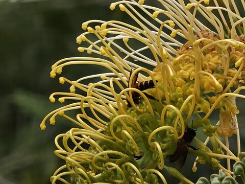 Yellow Grevillea Flower with Bee Pollinating