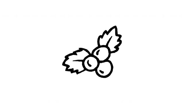 Animated 4K Holly berries doodle icon. Hand drawn line art on black and green screen chroma key background for Christmas plant, winter flora foliage, Xmas decoration, and holiday pattern edits.