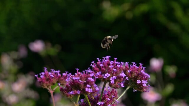 Bombus lucorum, the white-tailed bumblebee taking off, super slow motion