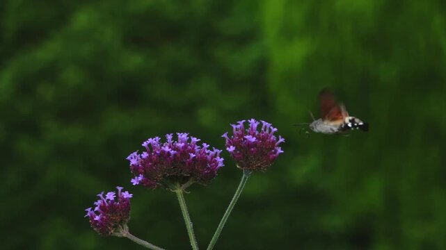 A Hummingbird hawk-moth (Macroglossum stellatarum) super slow motion feeding