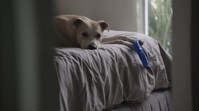 Lonely tan pitbull mix dog resting on a bed with a blue toy, looking sadly at the camera pitbull