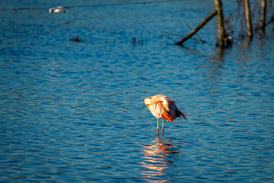 Eingebettet in ein schimmerndes, tiefblaues Wasser spiegelt sich dieser elegant ruhende Flamingo wie ein gemaltes Kunstwerk wider. Den Kopf tief ins Gefieder gebeugt, scheint er in seiner ganz eigenen