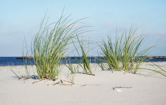 Baltic Sea Beach with Clouds and Sea Grass