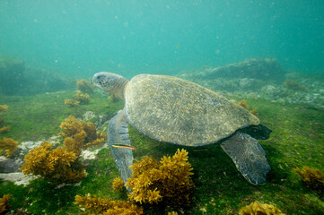Fototapeta premium Green sea turtle underwater near the Galapagos Islands