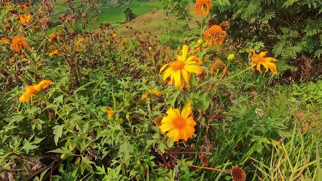 Video of Bright orange flowers bloom among green foliage. Sunlight illuminates wildflowers on a sunlit hillside. Vibrant blooms sway gently in the breeze. Lush grass and bushes frame the colorful wild