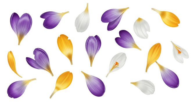 Set of isolated crocus flower petals in purple white and yellow colors for spring design.