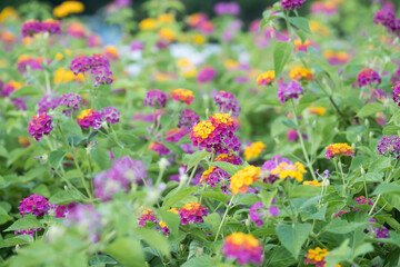 Fototapeta premium Beautiful common lantana (Lantana camara) flowers.