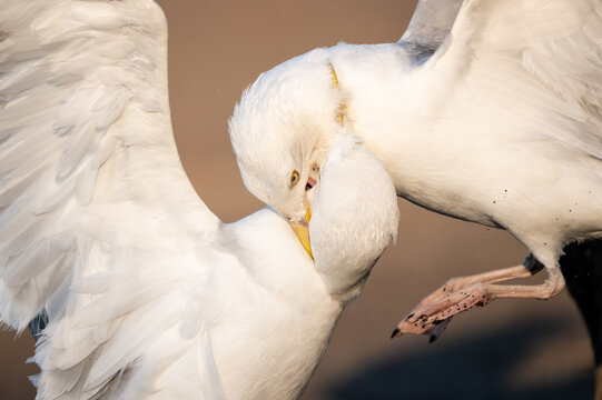 Two American Herring Gulls in an Intimate Social Interaction