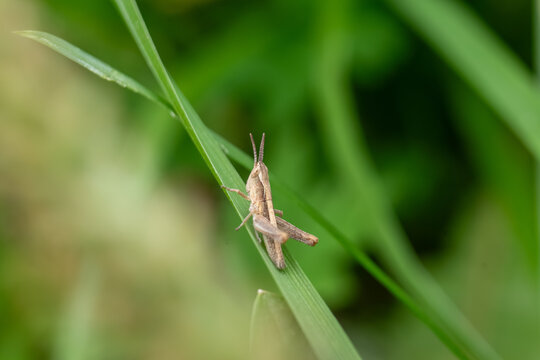 Small grasshopper sitting on a green grass blade