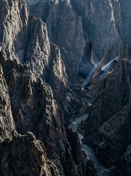A falco voa sobre um canyon profundo e rochoso com rio abaixo