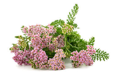 Pink  yarrow flowers © Scisetti Alfio