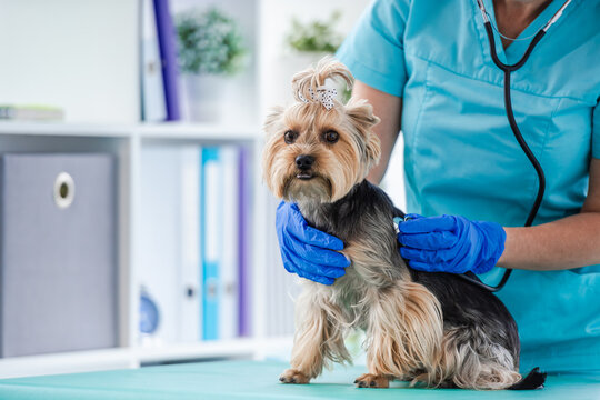 Blue-gloved veterinarian checks health of cute Yorkshire Terrier using stethoscope in clinic room