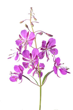 Pink Alpine willowherb flowers