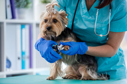 Professional veterinarian trims nails for small Yorkshire Terrier dog during clinic visit