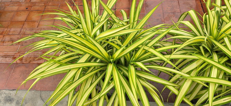 Screw pine, or Pandanus palm, has long, thick leaves without sharp thorns and smooth edges. The leaf blades have variegated stripes of golden yellow alternating with bright green. Pandanus sanderi 
