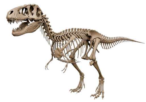 Large dinosaur skeleton standing on display