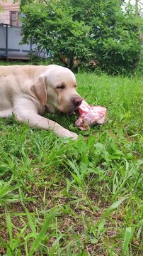 A yellow Labrador is gnawing on a large, raw, fleshy bone on the green grass in a sun-drenched garden, ideal for pet food brands, veterinary training, or raw food awareness campaigns.