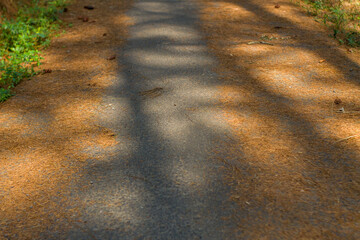 Pine needles on asphalt path with dappled shadows in forest. Beautiful autumn texture background for nature and outdoor themes.  © Dudi Hermawan