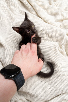 black kitten playing or fighting with human hand biting pet owner's finger, common socialization mistake