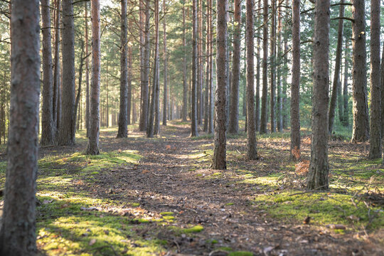 Walking on path through summer forest after morning mist with rows of pines standing tall among trail. Footpath in woodland with green moss and fallen pine cones. Ecotourism. 