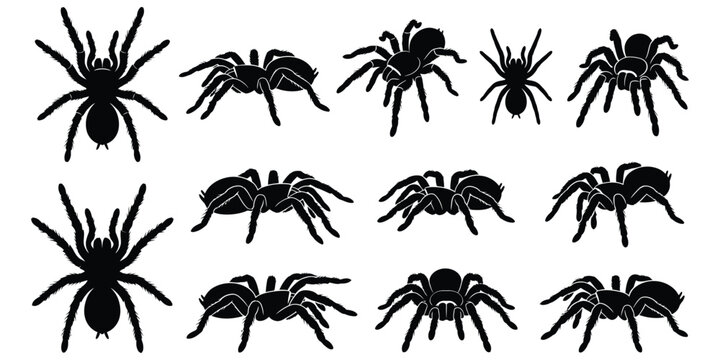 Set of black silhouettes of tarantula spiders in different poses