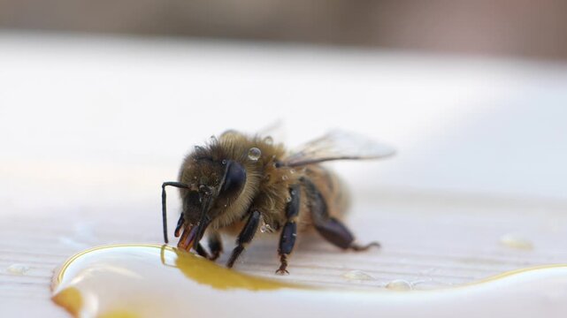 Extreme macro close up of honey bee covered in water drops eating sweet golden honey.