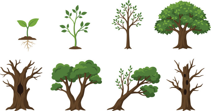 Tree Growth Stages and Forest Life Cycle Cartoon Illustration Collection