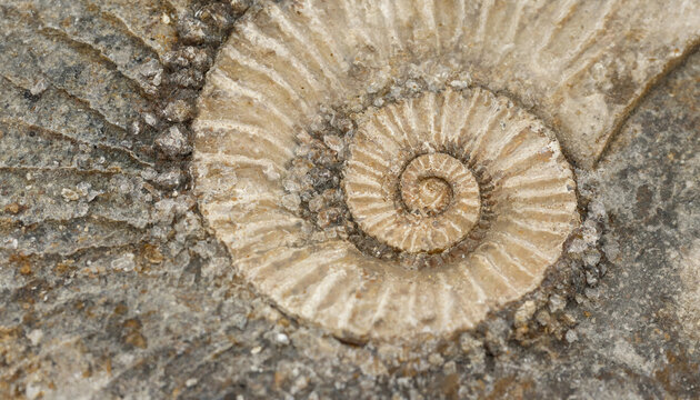 Close-up of a fossilized ammonite shell embedded in stone, showing intricate spiral patterns and textured mineralized surface details