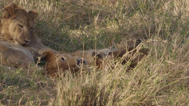 Sibling lion cubs play fighting in a game reserve in KwaZulu-Natal, South Africa.
