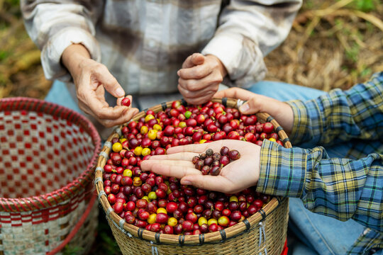 Hand picking ripe red coffee beans from a rustic basket on a coffee farm