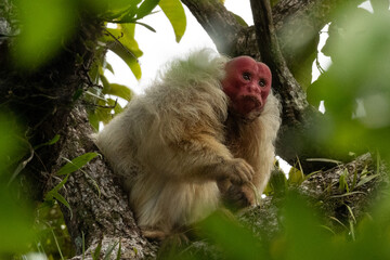 macaco-inglês - monkey wrench © andre_zumak